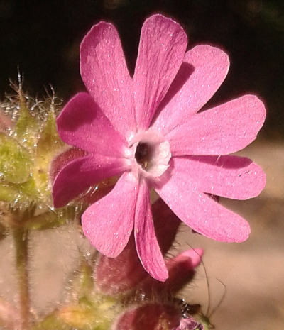 silene dioica