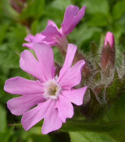 silene dioica