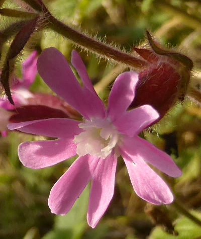 silene dioica