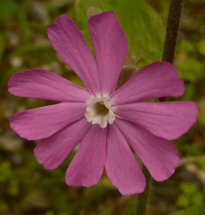 silene dioica