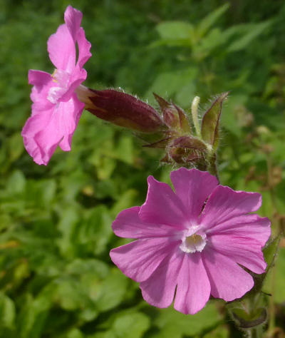 silene dioica