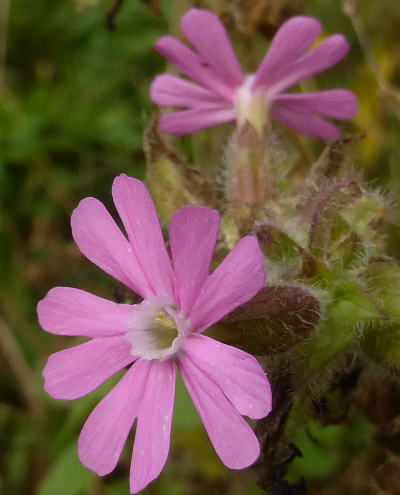 silene dioica