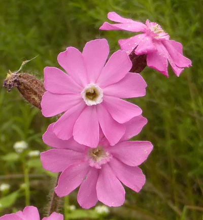 silene dioica