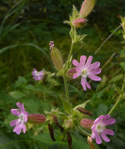 silene dioica