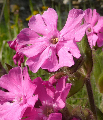 silene dioica