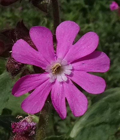 silene dioica