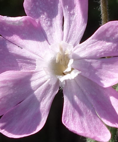 silene dioica