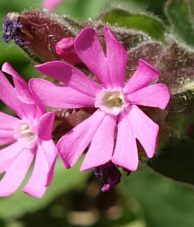 silene dioica