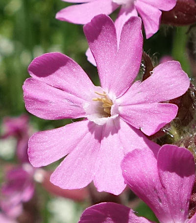 silene dioica