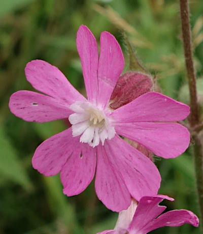 silene dioica