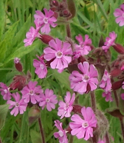 silene dioica