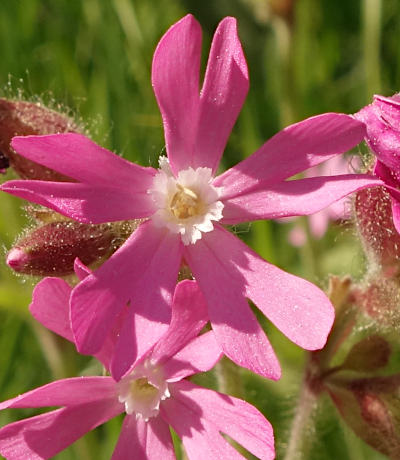 silene dioica