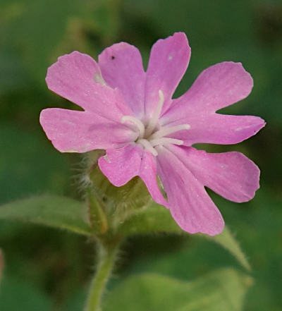 silene dioica