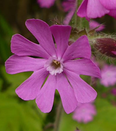 silene dioica