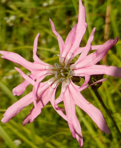 silene flos-cuculi