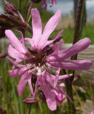 silene flos-cuculi