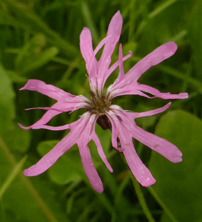 silene flos-cuculi