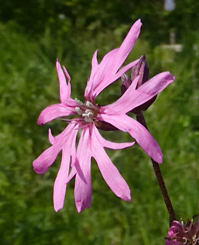 silene flos-cuculi