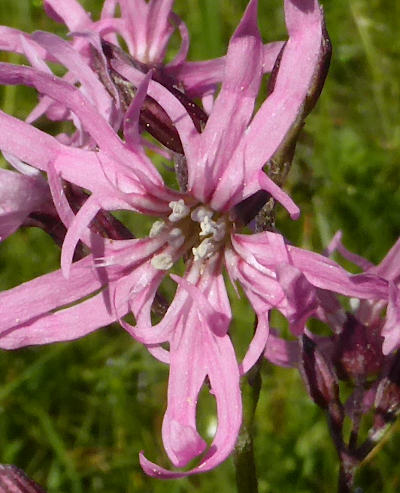 silene flos-cuculi