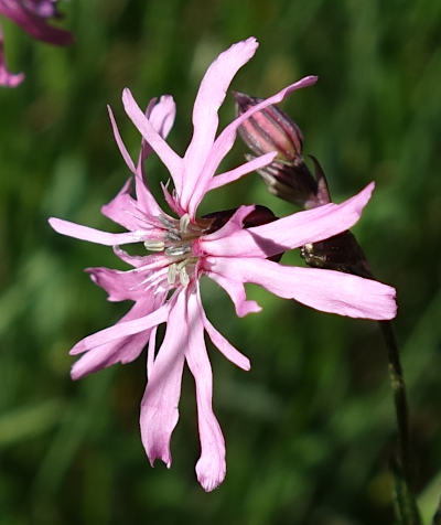 silene flos-cuculi