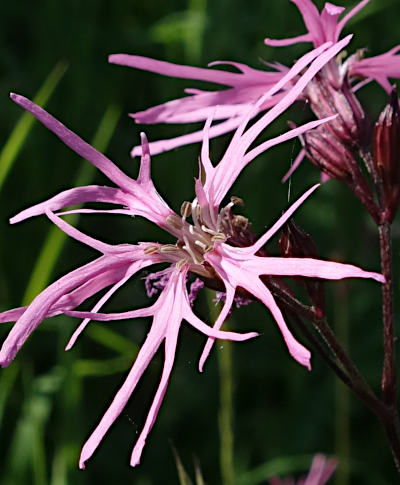 silene flos-cuculi