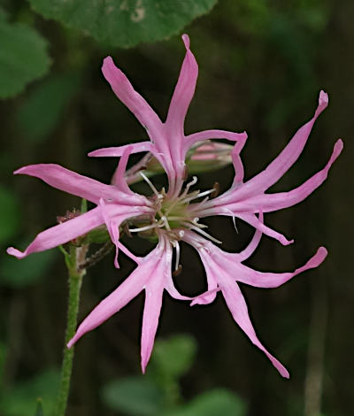 silene flos-cuculi