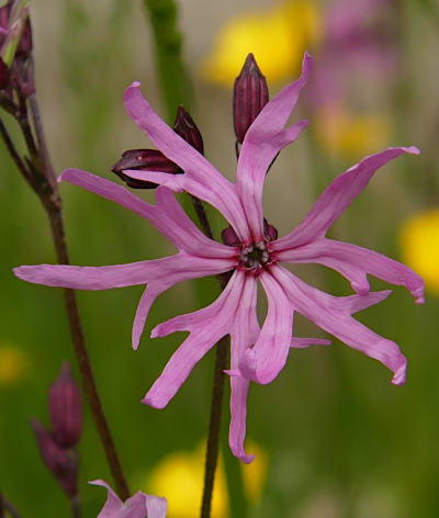 silene flos-cuculi