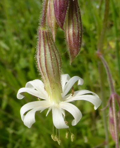 silene nutans