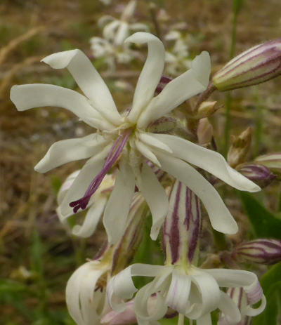 silene nutans