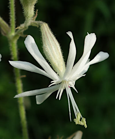 silene nutans