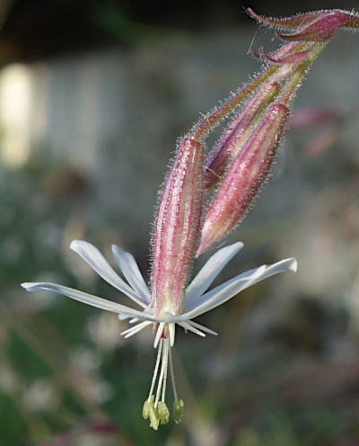 silene nutans