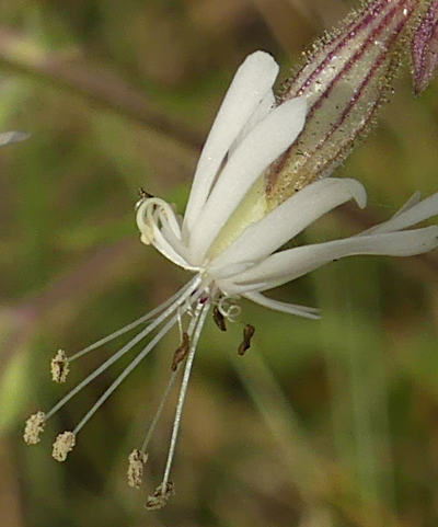 silene nutans