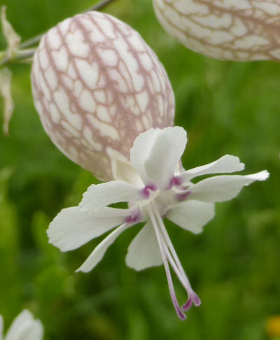 silene vulgaris