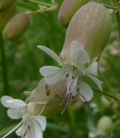 silene vulgaris