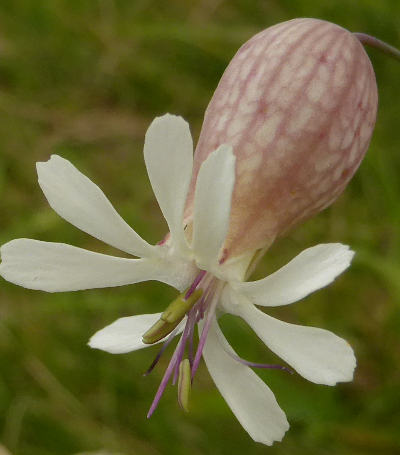 silene vulgaris