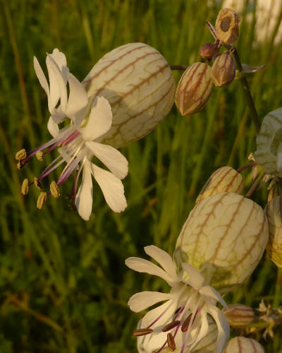 silene vulgaris