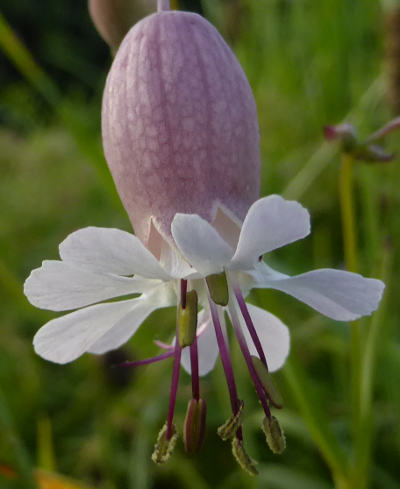 silene vulgaris