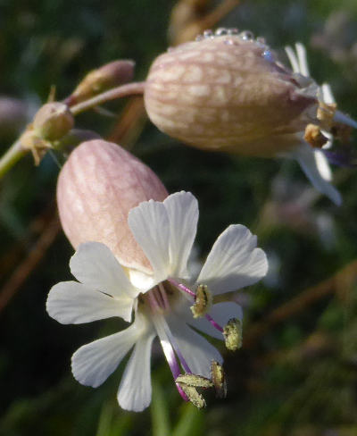 silene vulgaris