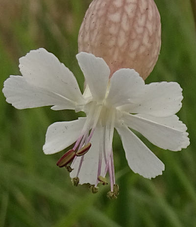 silene vulgaris