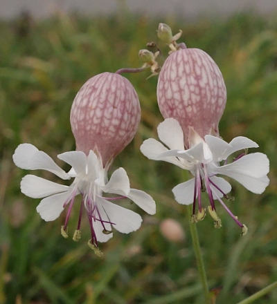 silene vulgaris