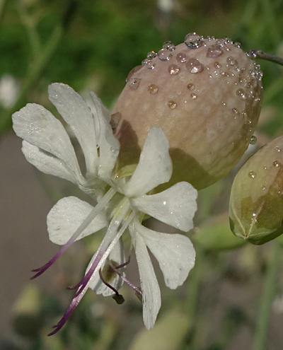 silene vulgaris