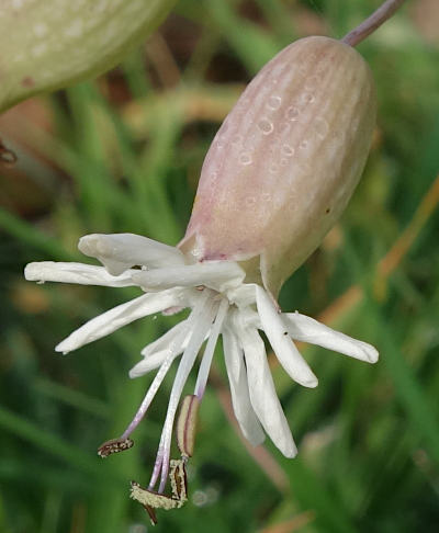 silene vulgaris