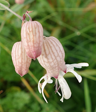 silene vulgaris