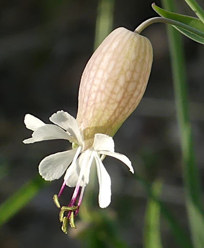 silene vulgaris