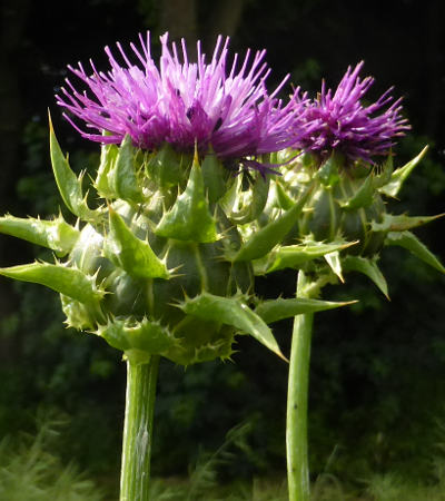 silybum marianum