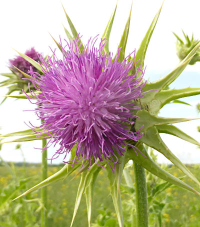 silybum marianum