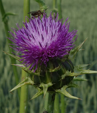 silybum marianum