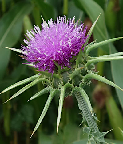 silybum marianum