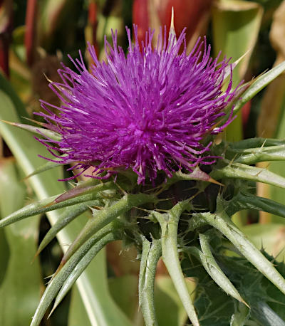 silybum marianum