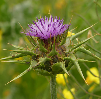 silybum marianum